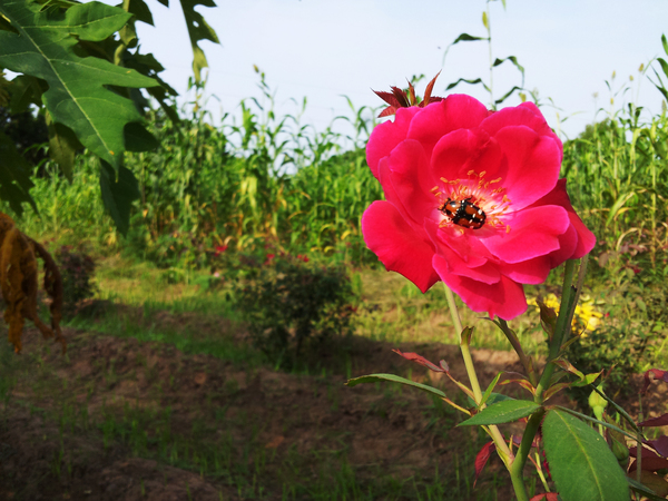 indian rose or deshi gulab 600